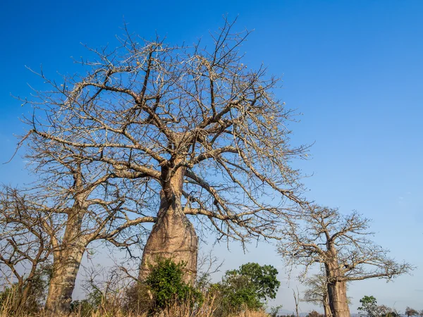 Trees on the savanna in Mikumi National Park — Stock Photo, Image