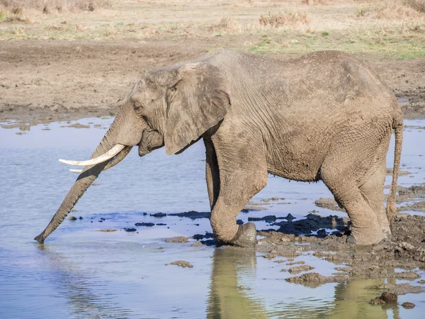 Elefante macho en el parque nacional Mikumi, Tanzania, África . — Foto de Stock