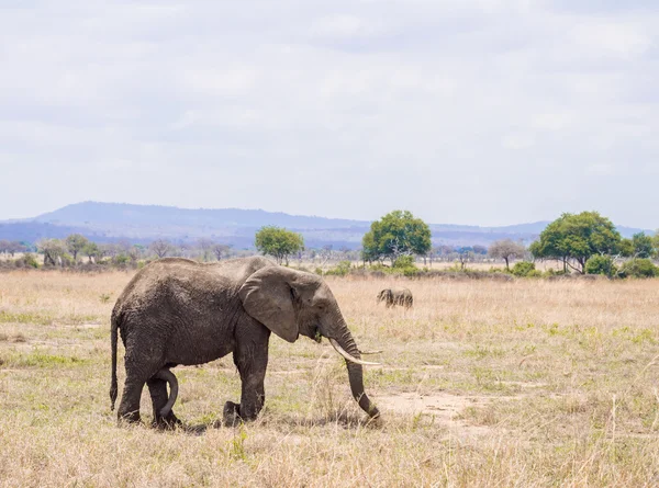 Manliga elefant i Mikumi nationalpark, Tanzania, Afrika. — Stockfoto