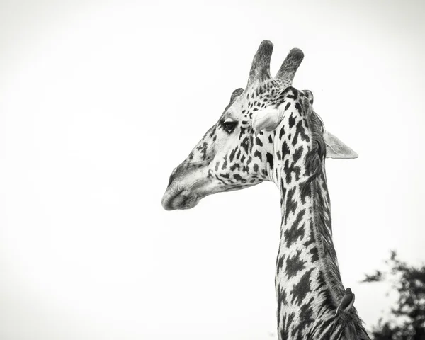 Giraffe on savanna, full view. — Stock Photo, Image