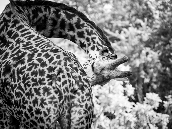 Giraffe on savanna, full view. — Stock Photo, Image