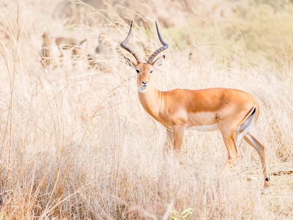 Afrikanische Antilopen namens Impala — Stockfoto