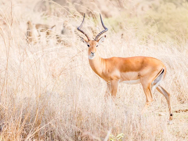 Impala nevű afrikai antilop — Stock Fotó