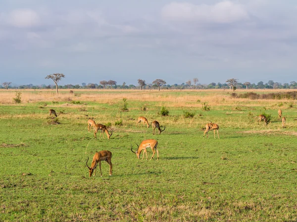 Afrikanische Antilopen namens Impala — Stockfoto