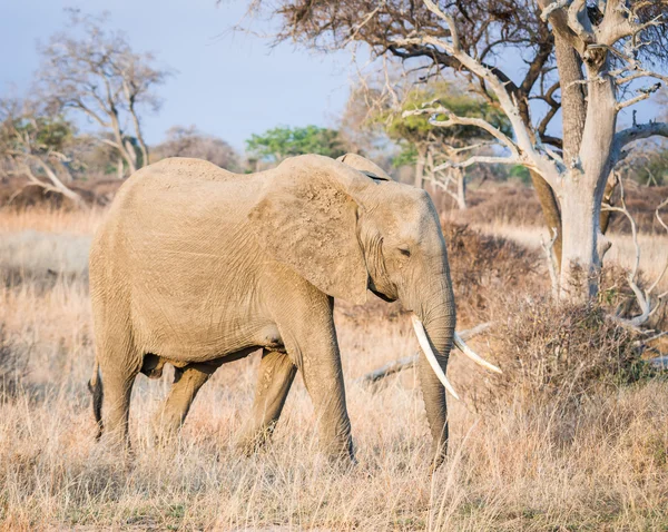 ミクミ国立公園、タンザニア、アフリカの男性象. — ストック写真