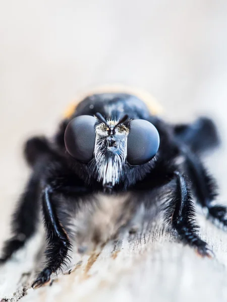 Black Spider — Stock Photo, Image