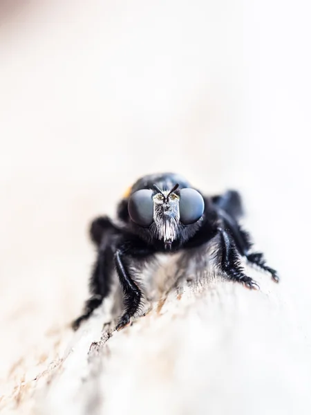 Schwarze Spinne — Stockfoto