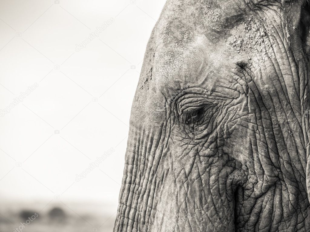 Elephant on the savanna