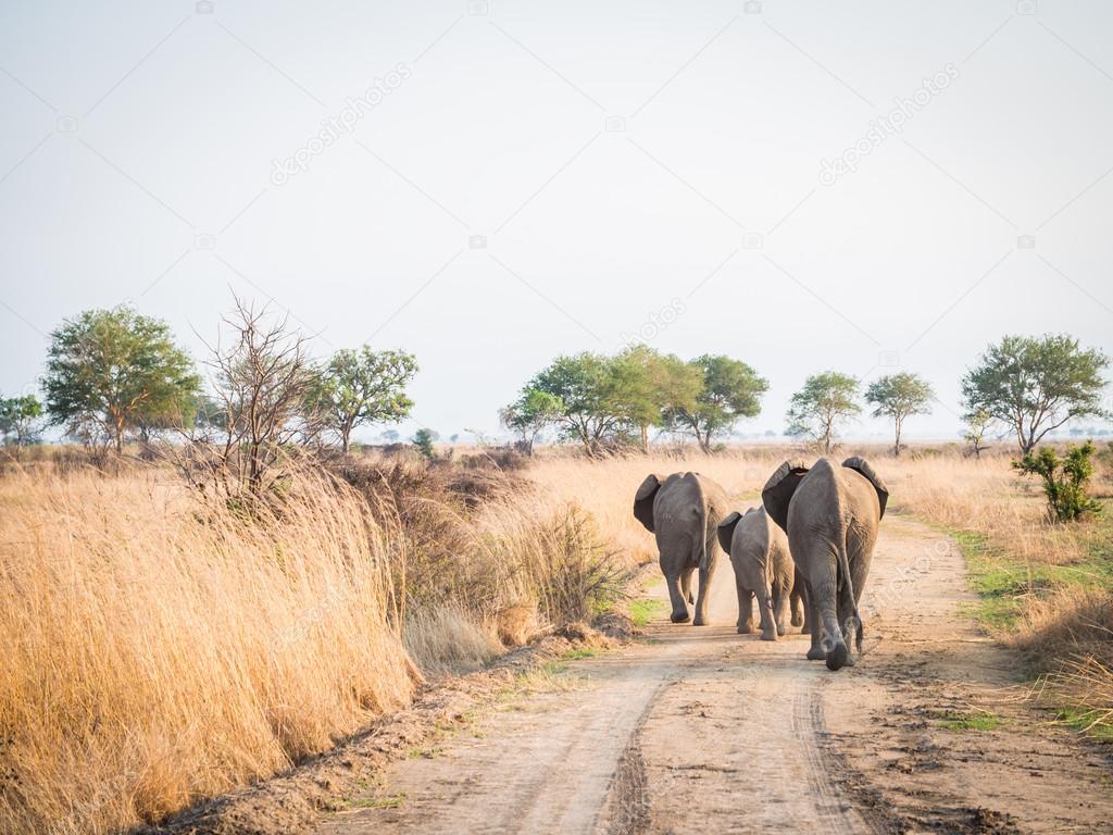 Elephant in Mikumi National Park, Tanzania