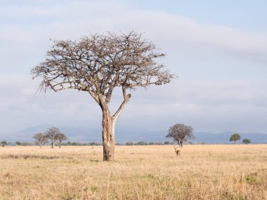İmpalas Afrika savana üzerinde.