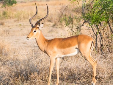 African antelopes called impala clipart