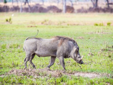 Warthog on the savanna in Tanzania. clipart