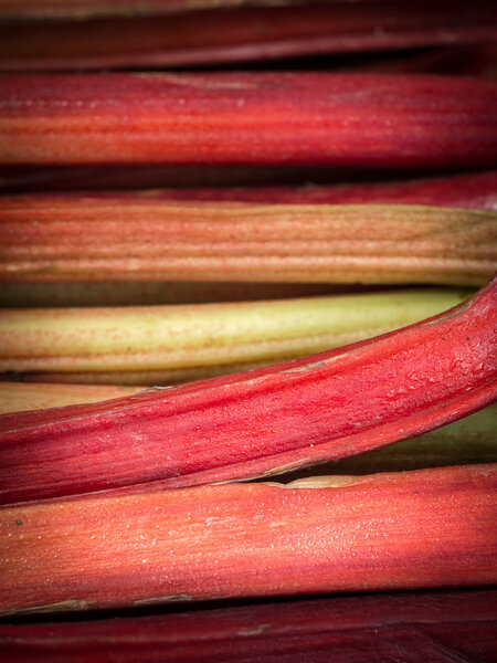 Fresh rhubarb sold on a organic vegetable market.