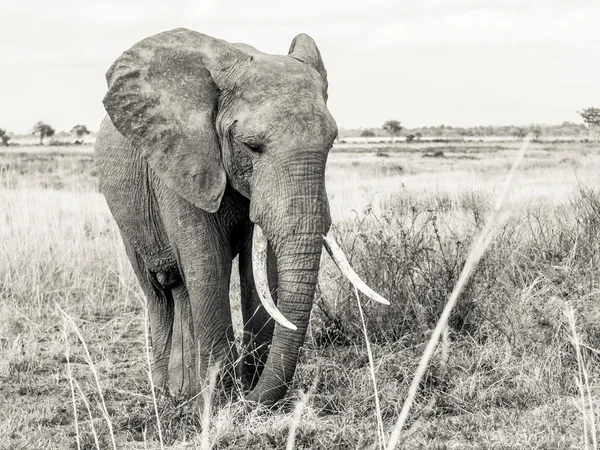 Gajah betina di savana, Tanzania, Afrika . — Stok Foto