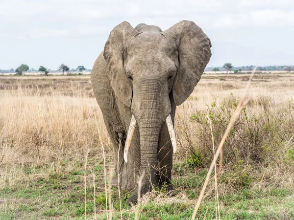 Gajah betina di savana, Tanzania, Afrika . — Stok Foto