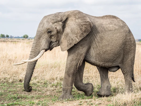 Samice slona na savany, Tanzanie, Afrika. — Stock fotografie