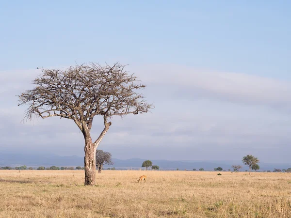 Impalas sulla savana in Africa . — Foto Stock