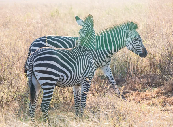 Zebras on the savanna in Africa. — Stock Photo, Image