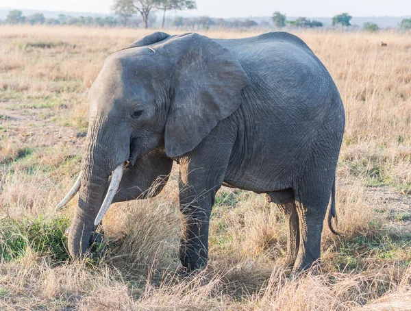 Elefant i mikumi national park, tanzania — Stockfoto