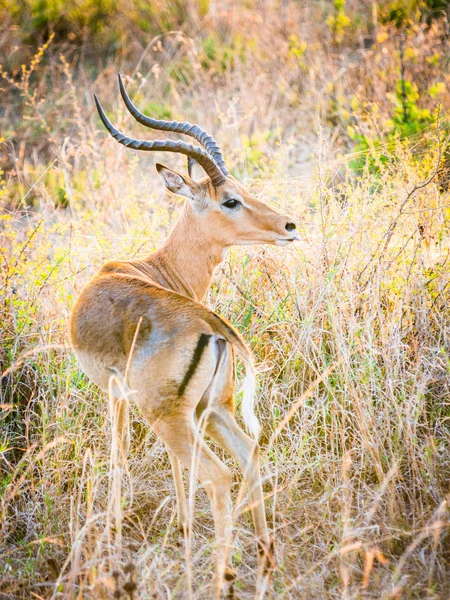 Antilopes africaines appelées impala — Photo