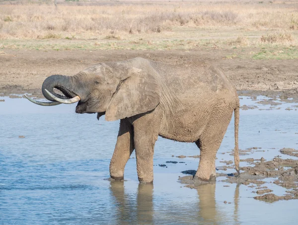 Slon v mikumi národním parku, Tanzanie — Stock fotografie