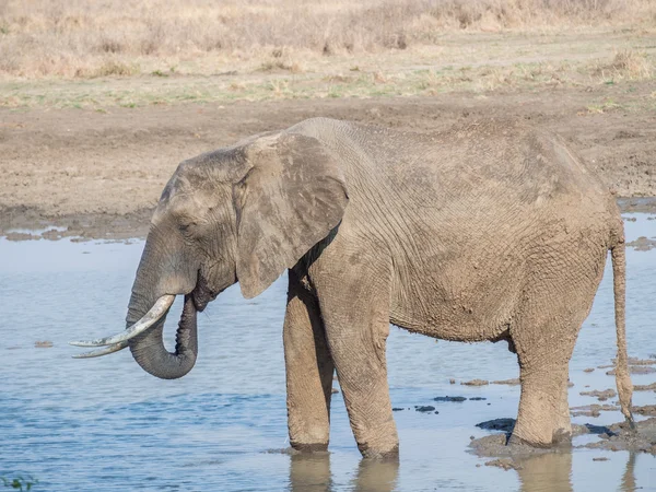 Slon v mikumi národním parku, Tanzanie — Stock fotografie