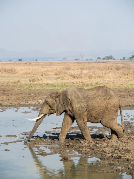 Slon v mikumi národním parku, Tanzanie — Stock fotografie