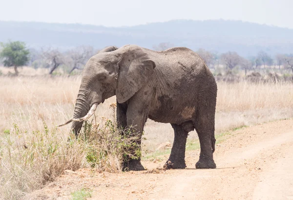 Elefant i mikumi national park, tanzania — Stockfoto