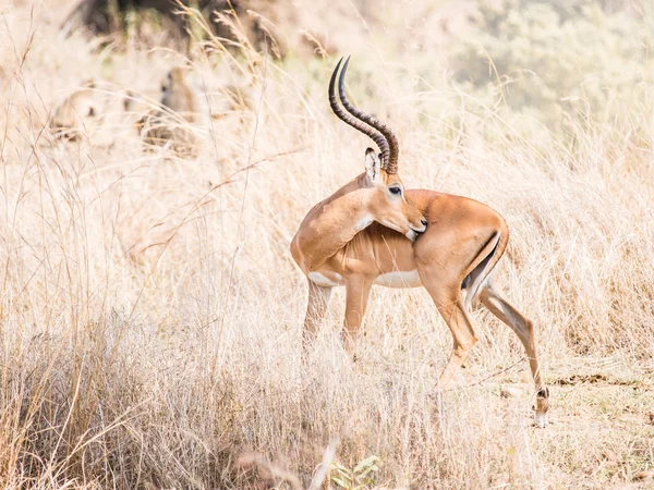 Impala nevű afrikai antilop — Stock Fotó