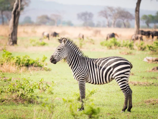 Zebror på savannen i Afrika. — Stockfoto