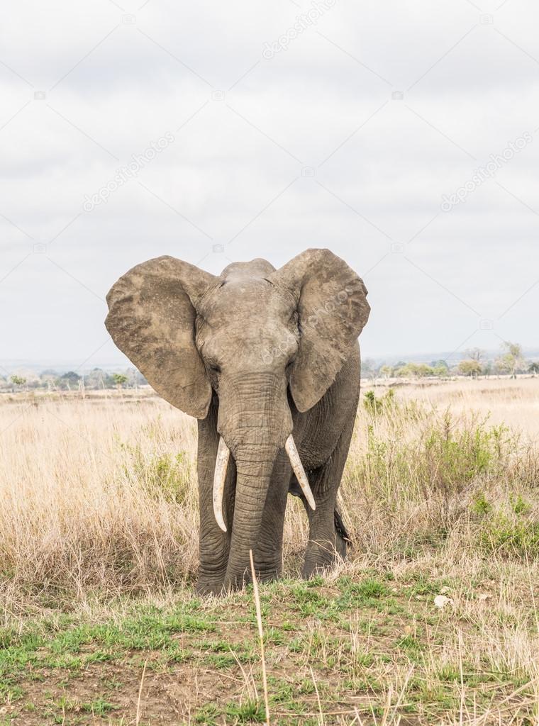Female elephant on the savanna, Tanzania, Africa.