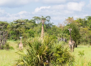 Giraffas ova üzerinde