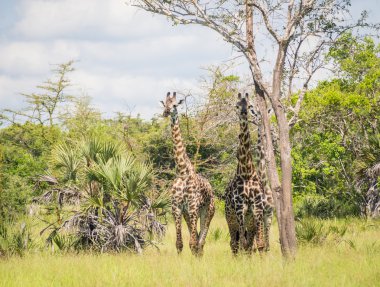 Giraffas ova üzerinde