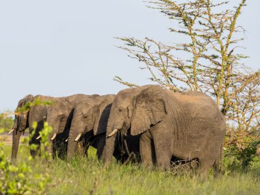 Filler savanadaki üzerinde