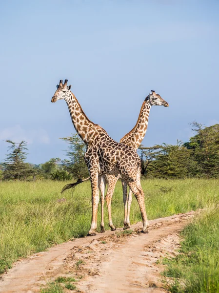 Жирафы в саванне — стоковое фото