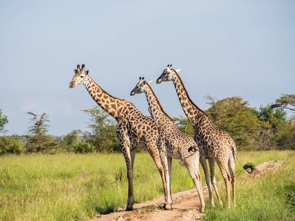 Жирафы в саванне — стоковое фото