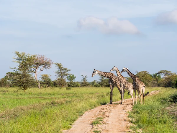 Giraffas op de savanne — Stockfoto