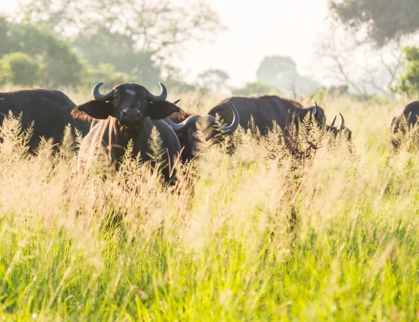 African Buffalo herd — Stock Photo, Image