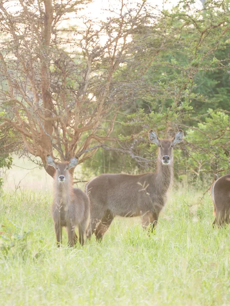 Roe deers in savanna — Stock Photo, Image