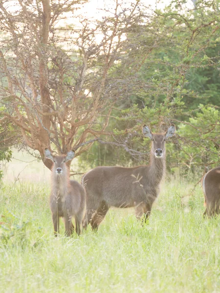 사바나에서 로우 deers 스톡 사진