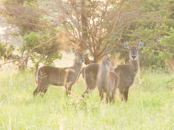 사바나에서 로우 deers 스톡 이미지