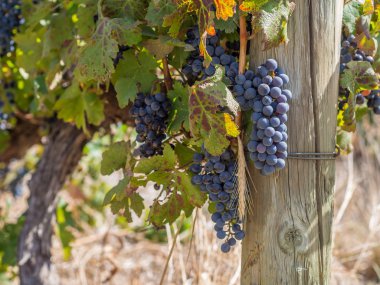 Şarap bölgesi üzüm bağları üzümleri