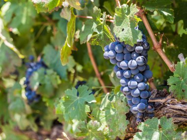 Grapes in vineyards in the wine region clipart