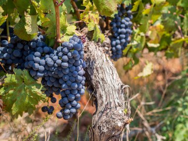 Grapes in vineyards in the wine region clipart