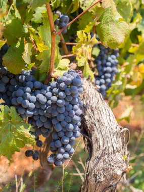 Şarap bölgesi üzüm bağları üzümleri
