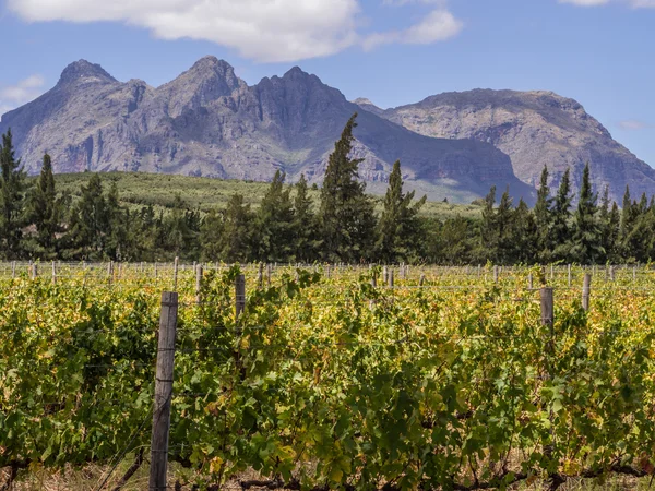 Winnice w regionie winiarskim w pobliżu Cape Town — Zdjęcie stockowe