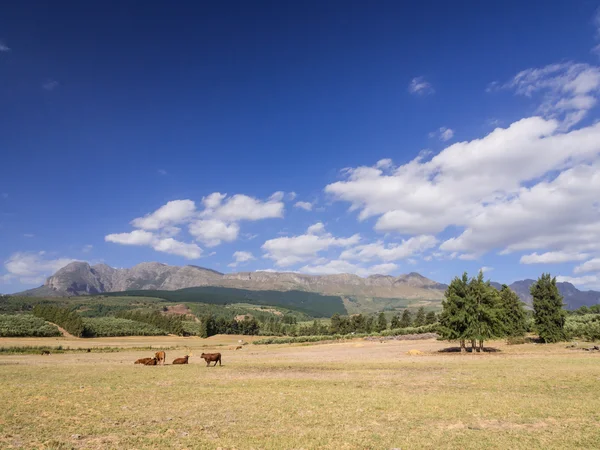 Cows and bull on summer pasture — Stock Photo, Image