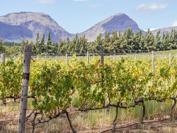 Winnice w regionie winiarskim w pobliżu Cape Town — Zdjęcie stockowe