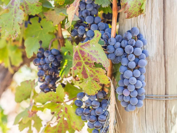 Grapes in vineyards in the wine region — Stock Photo, Image