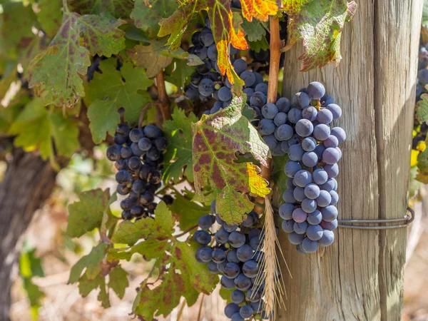 Grapes in vineyards in the wine region